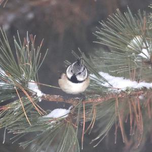 Crested Tit