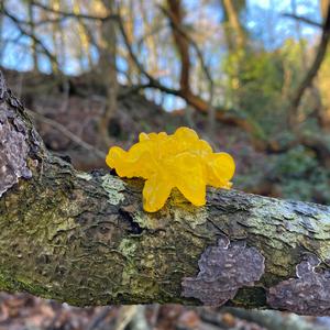 Unknown Species