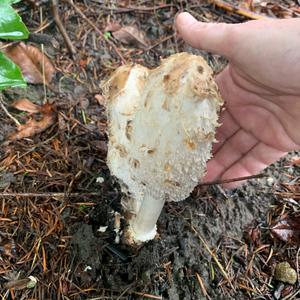 Shaggy Mane