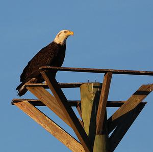 Bald Eagle