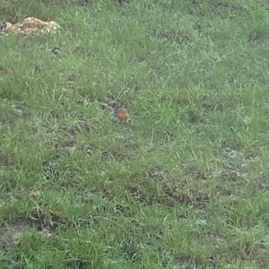 European Robin