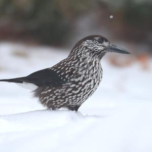 Spotted Nutcracker