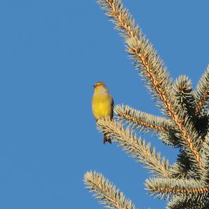 Alpine Citril Finch
