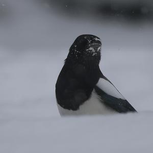 Black-billed Magpie