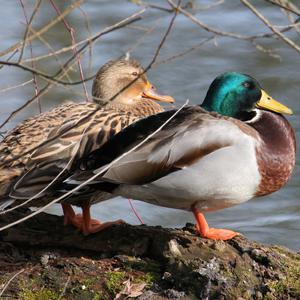 Stockente
