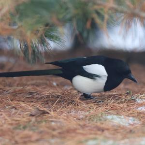Black-billed Magpie