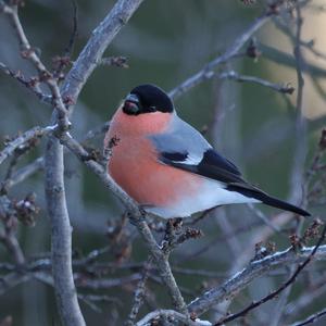 Eurasian Bullfinch