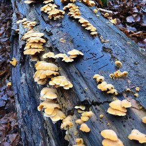 Hairy Parchment