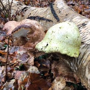 Unknown Species