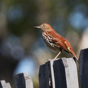 Rote Spottdrossel