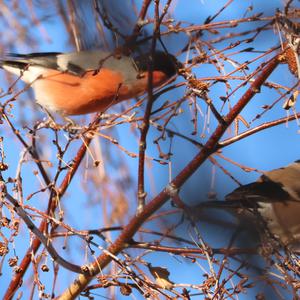 Eurasian Bullfinch