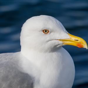 Kaliforniermöwe