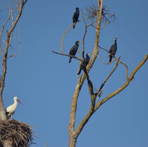 Kormoran
