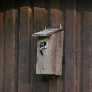 European Pied Flycatcher