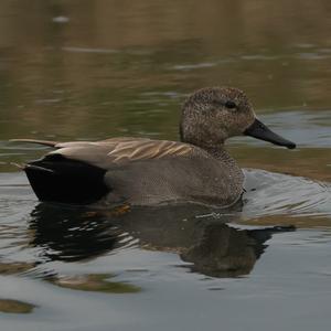 Gadwall