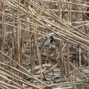 Reed Bunting