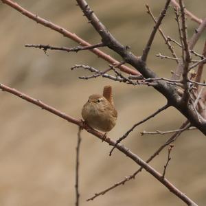 Winter Wren