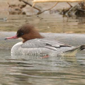 Common Merganser