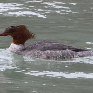 Common Merganser