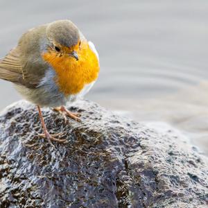 Rotkehlchen