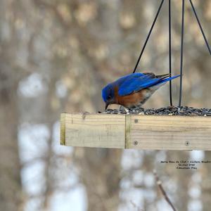 Eastern Bluebird