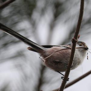 Long-tailed Tit