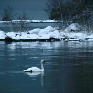 Mute Swan