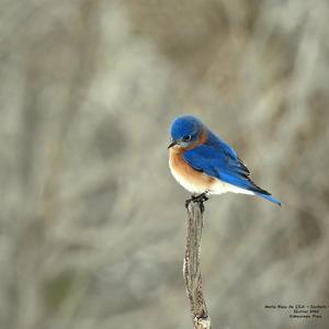 Eastern Bluebird
