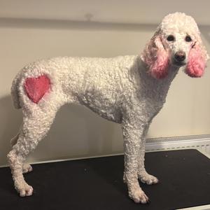 Poodle (Standard)
