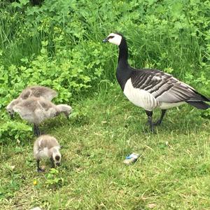 Barnacle Goose
