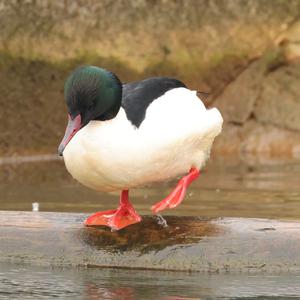 Common Merganser