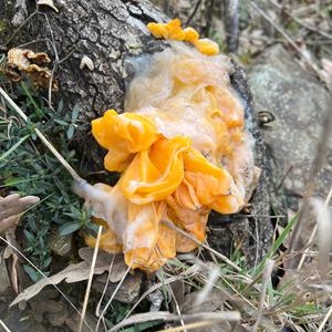Unknown Species