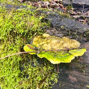 Unknown Species