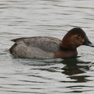 Common Pochard