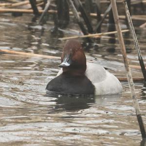Common Pochard