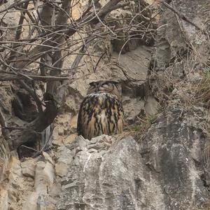 Eurasian Eagle-owl