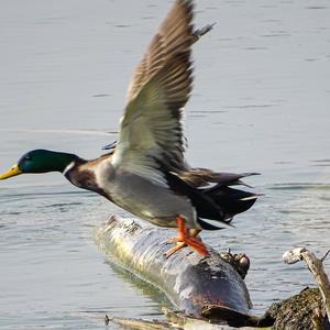 Mallard