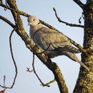 Eurasian Collared-dove