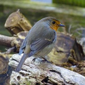 European Robin