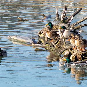 Mallard