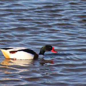 Common Shelduck