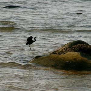 Black Heron