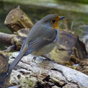 European Robin