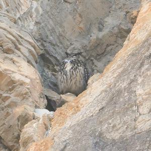 Eurasian Eagle-owl