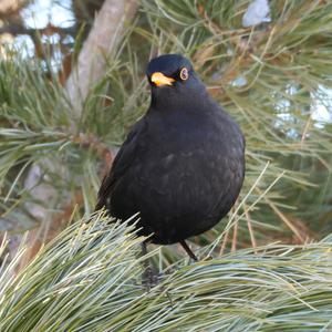 Amsel