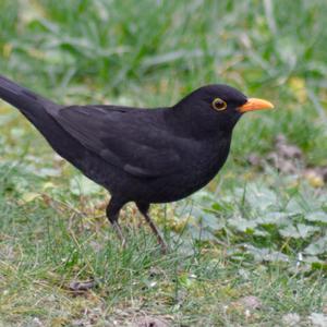 Amsel