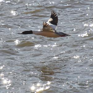 Common Merganser