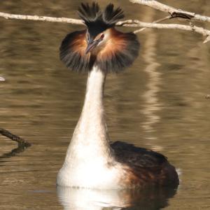 Great Crested Grebe