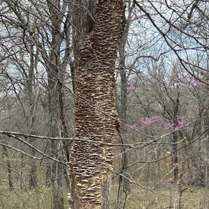 Artist`s Fungus