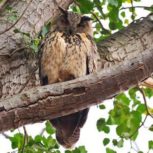 Eurasian Eagle-owl